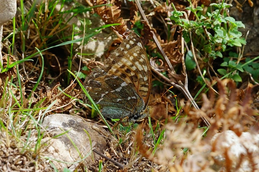 Argynnis pandora? S (cfr.)